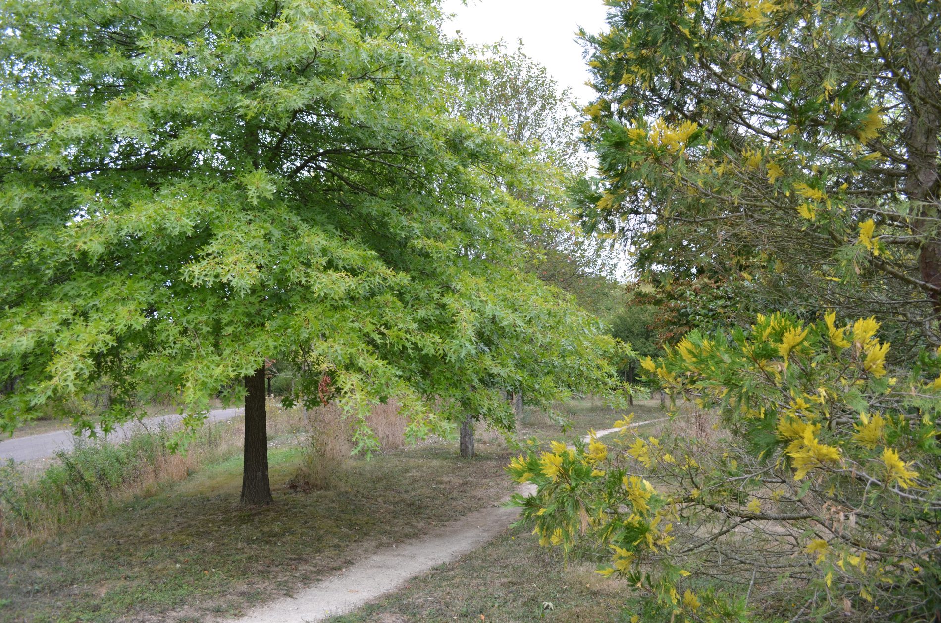 DSC 0556