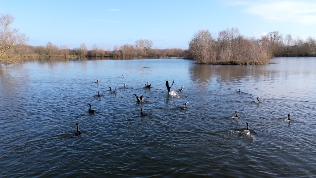 Observation des oiseaux à la Gravière des Prés Bourrés