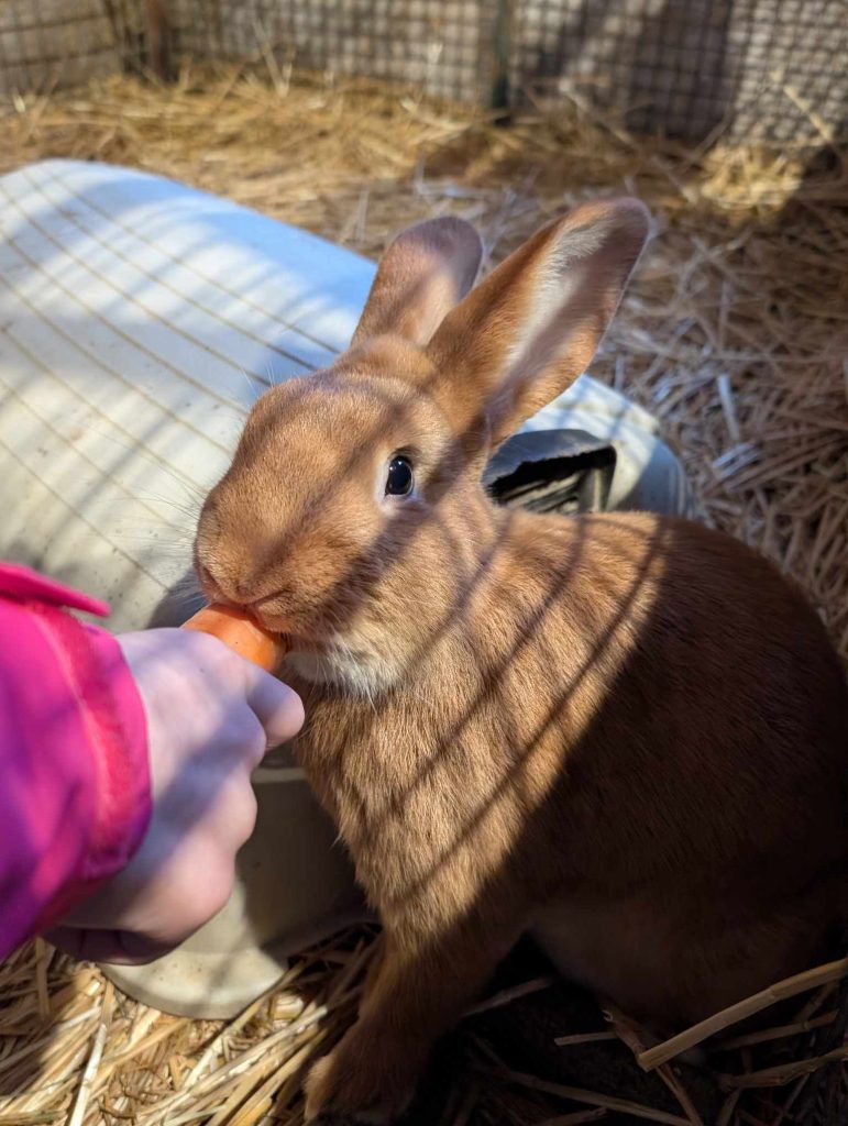 Soin des animaux à la ferme de Soirans