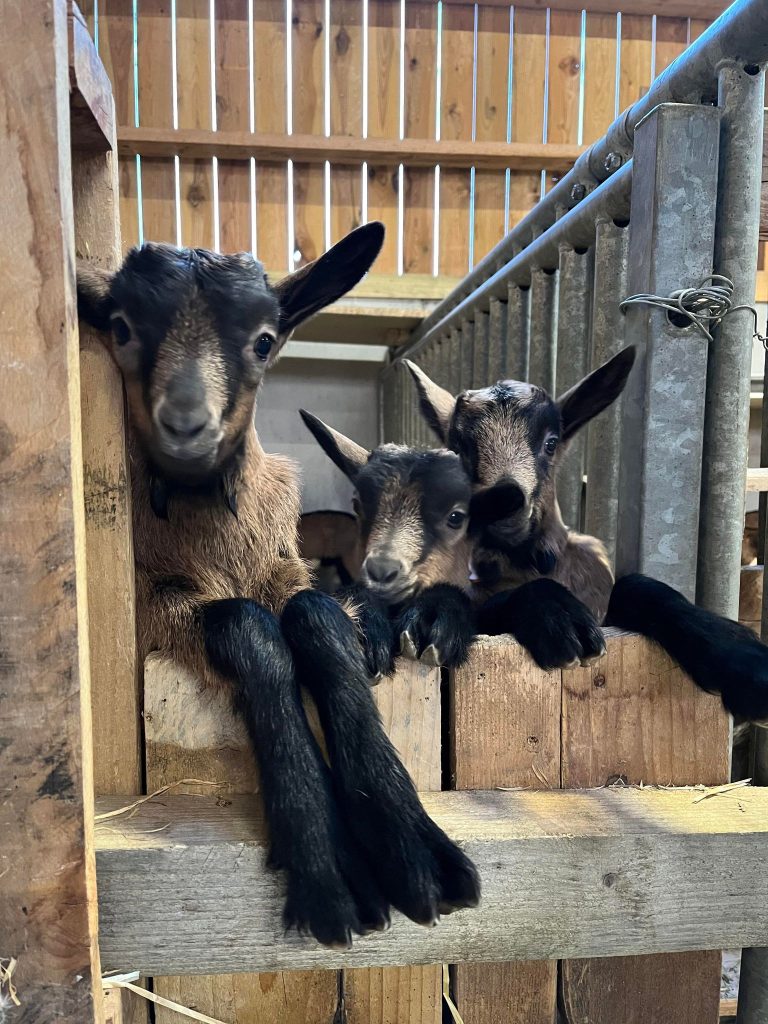Ferme des Quintefeuilles
