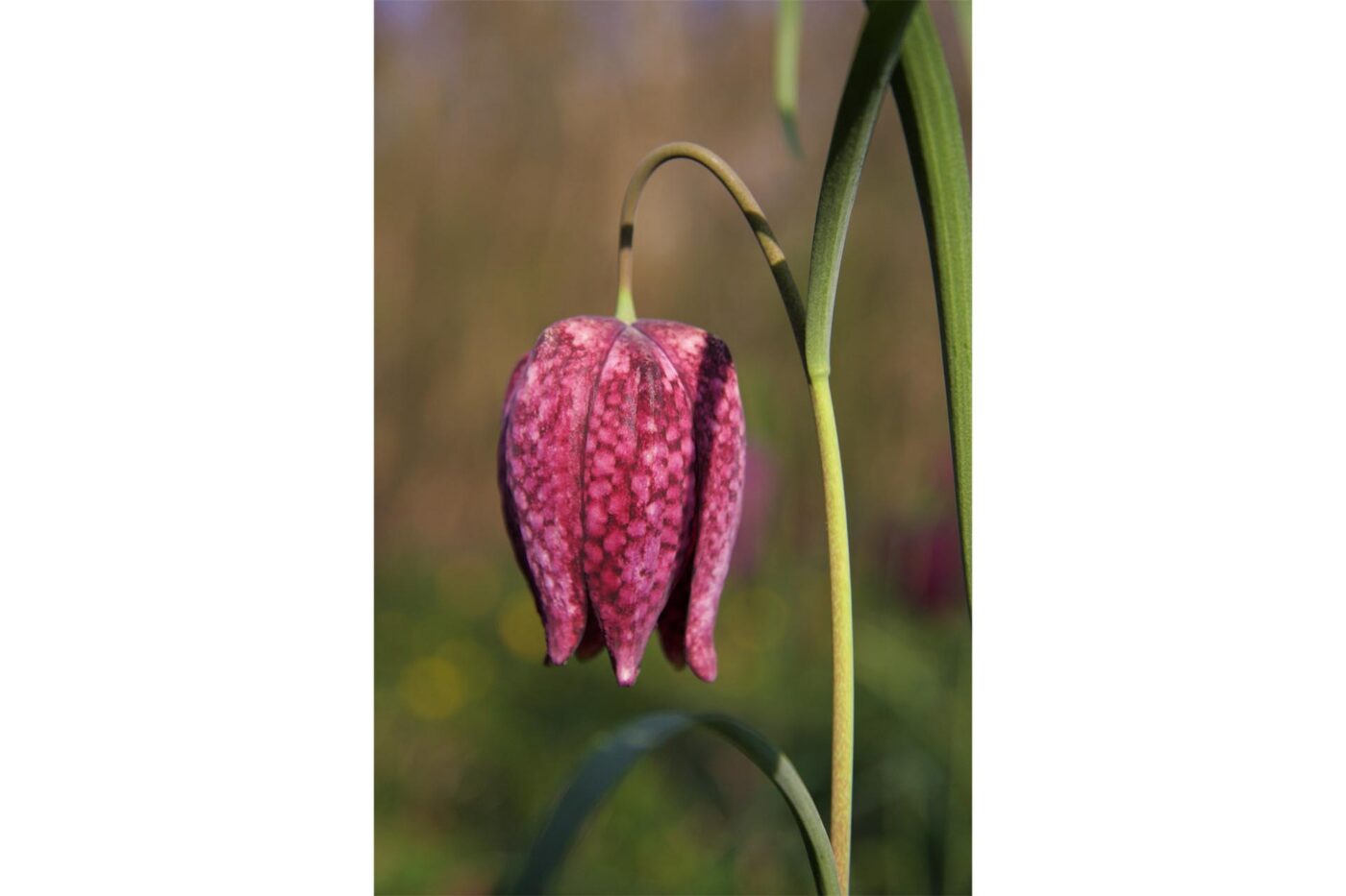 Fritilaire19201280