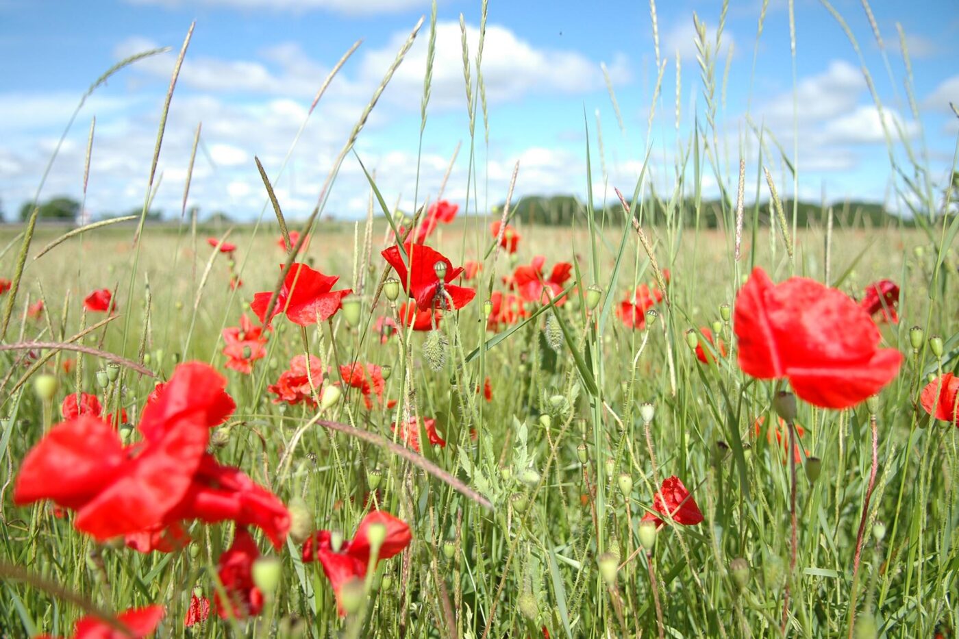 Champ de coquelicots