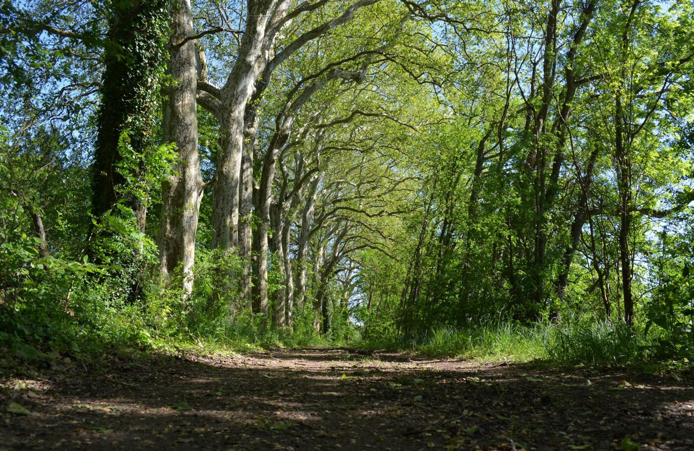 Chemin de randonée